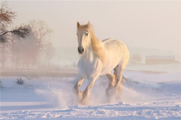 梦见马贩子是什么意思 梦见马贩子是什么意思