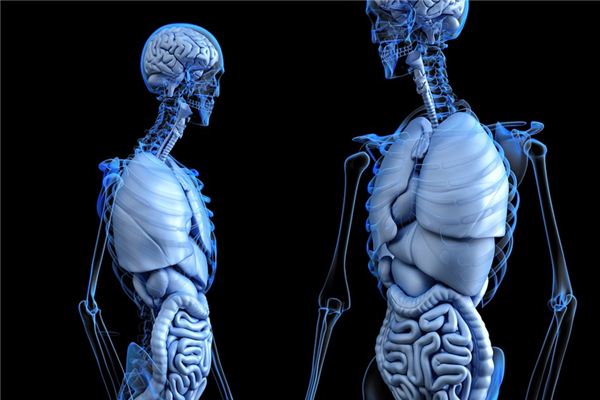 梦见肝脏是什么意思 梦见肝脏是什么意思