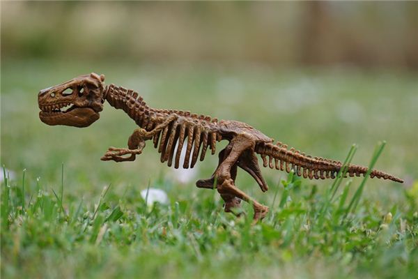 梦见骨头是什么意思 梦见骨头是什么意思