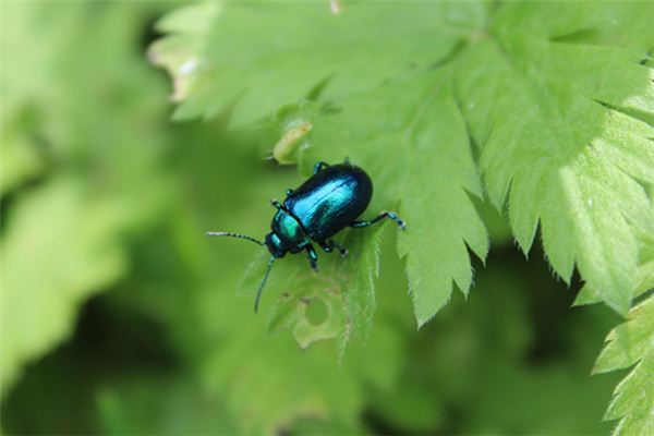 梦见身上长虫子 梦见身上长虫子