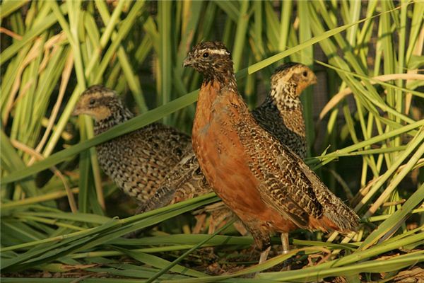 梦见鹤鹑是什么意思 梦见鹤鹑是什么意思