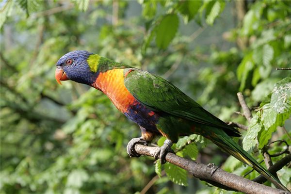 梦见鹦鹉死了是什么意思 梦见鹦鹉死了是什么意思