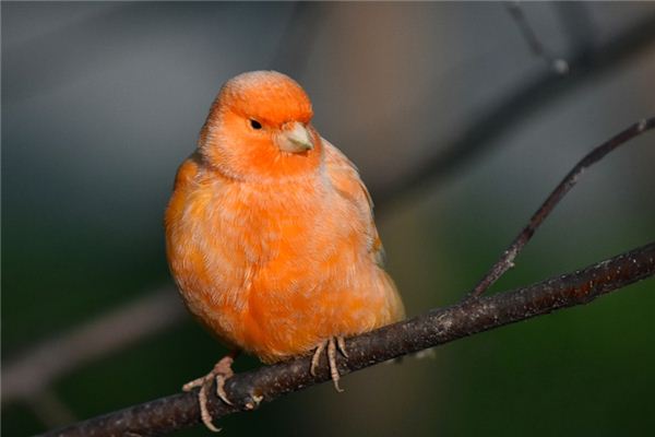 梦见金丝鸟是什么意思 梦见金丝鸟是什么意思