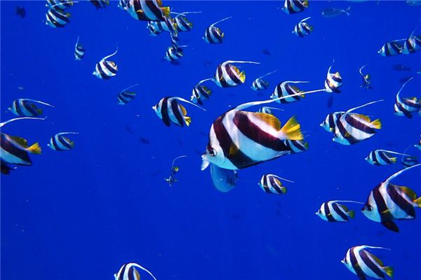 梦见很多鱼是什么意思 梦见很多鱼是什么意思