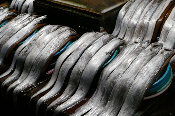 梦见带鱼是什么意思 梦见带鱼是什么意思