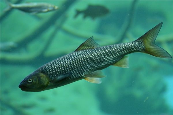 梦见鳟鱼是什么意思 梦见鳟鱼是什么意思