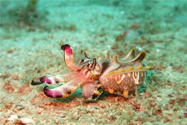 梦见墨鱼是什么意思 梦见墨鱼是什么意思