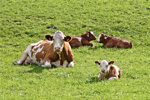梦见牛犊是什么意思 梦见牛犊是什么意思