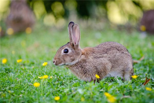 梦见小兔是什么意思 梦见小兔是什么意思
