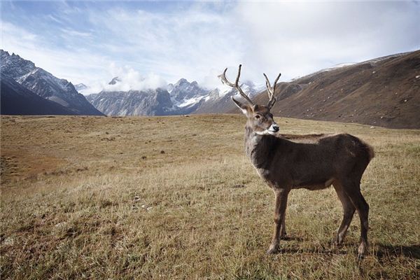 梦见驯鹿是什么意思 梦见驯鹿是什么意思