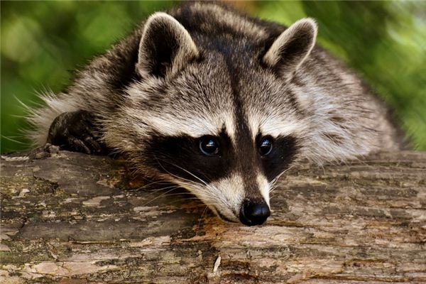 梦见浣熊是什么意思 梦见浣熊是什么意思