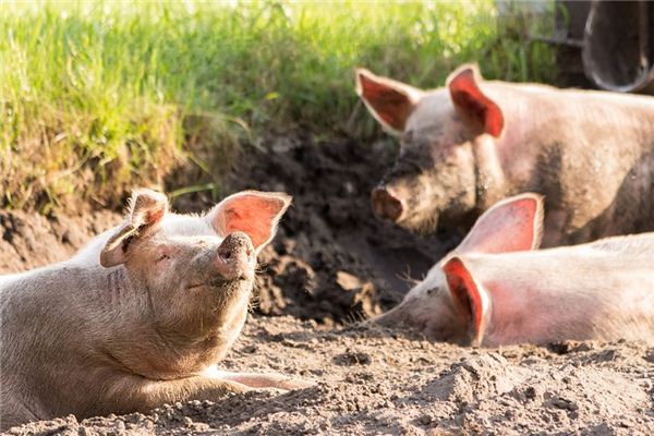 梦见公猪是什么意思 梦见公猪是什么意思