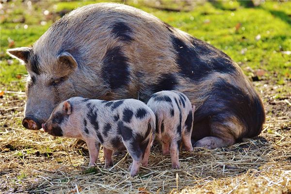 梦见喂猪是什么意思 梦见喂猪是什么意思