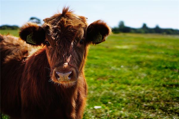 梦见牛说话是什么意思 梦见牛说话是什么意思