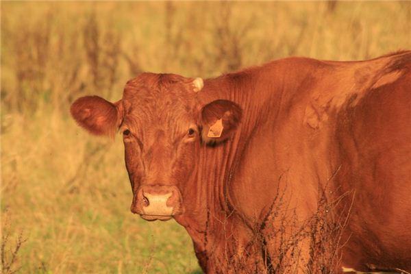 梦见牛眼是什么意思 梦见牛眼是什么意思