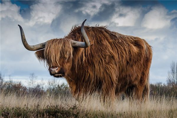 梦见牛吃人是什么意思 梦见牛吃人是什么意思