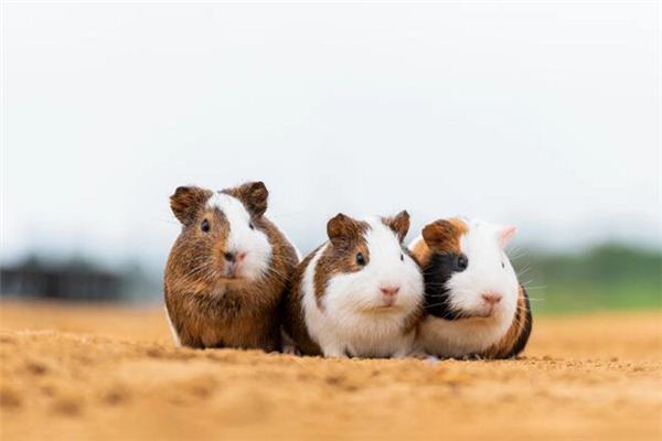 梦见麝香鼠是什么意思 梦见麝香鼠是什么意思