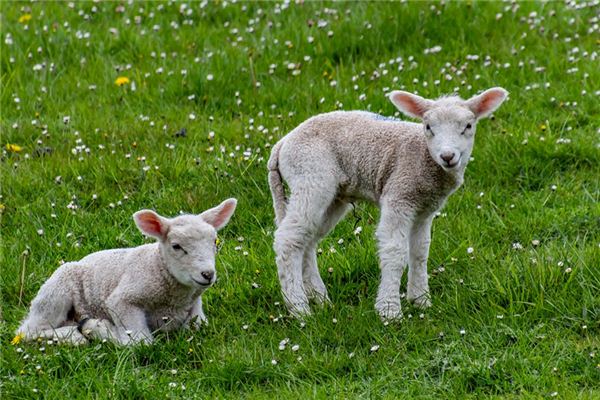 梦见白羊是什么意思 梦见白羊是什么意思