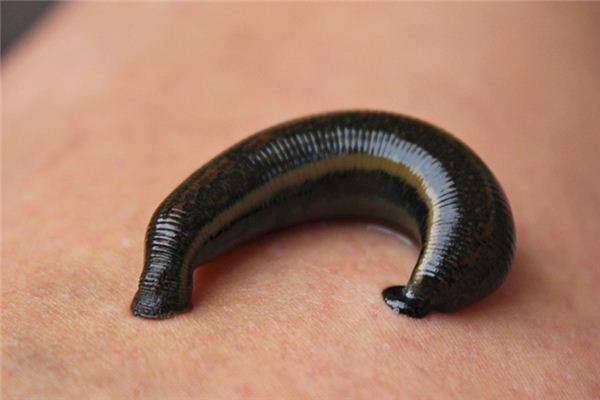 梦见被蚂蟥叮是什么意思 梦见被蚂蟥叮是什么意思