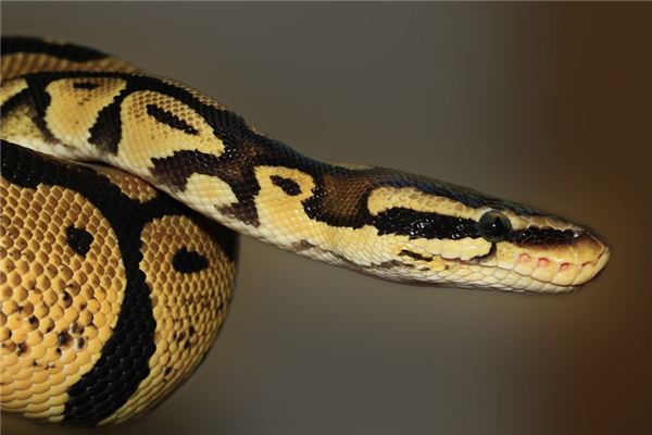 梦见蛇头是什么意思 梦见蛇头是什么意思