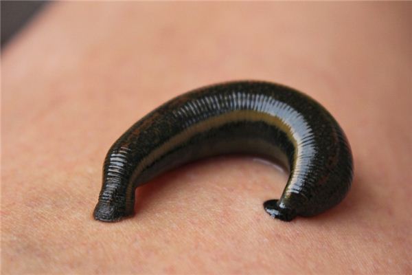 梦见蚂蟥是什么意思 梦见蚂蟥是什么意思