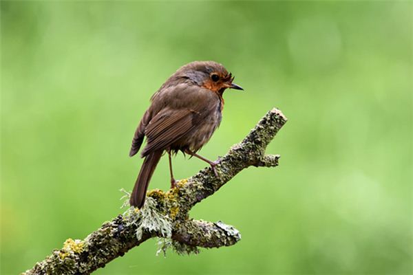 梦见鹡鸰是什么意思 梦见鹡鸰是什么意思