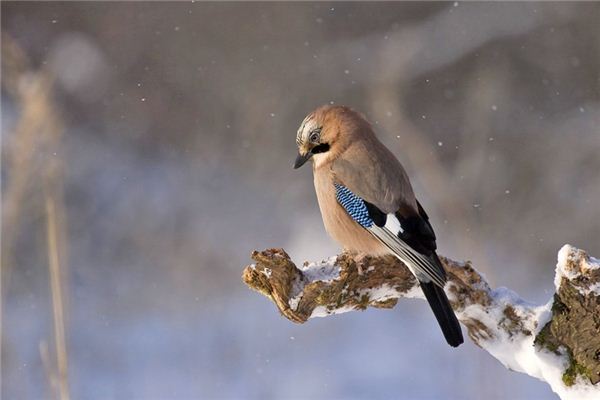 梦见白颈鸦是什么意思 梦见白颈鸦是什么意思