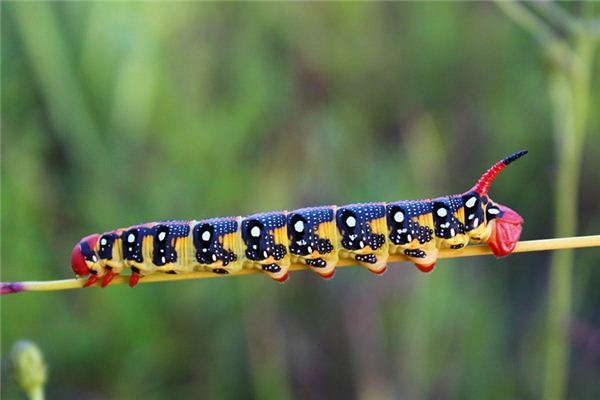 梦见毒虫是什么意思 梦见毒虫是什么意思