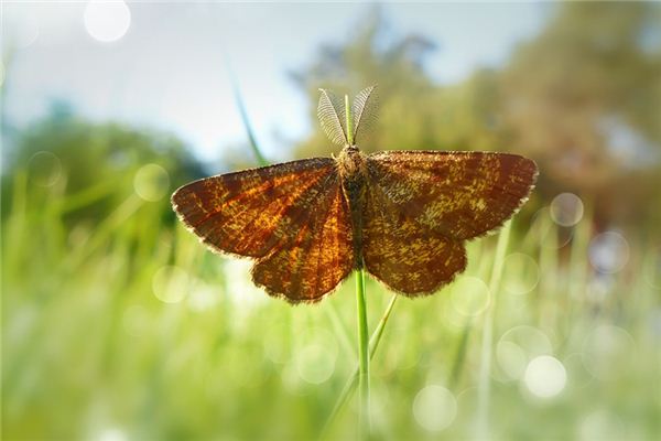 梦见灯蛾是什么意思 梦见灯蛾是什么意思
