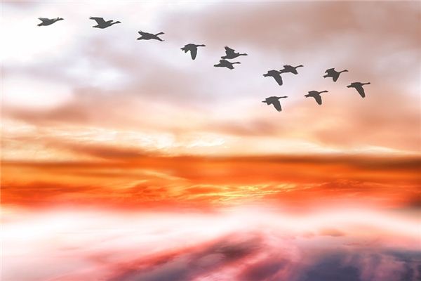 梦见大雁是什么意思 梦见大雁是什么意思