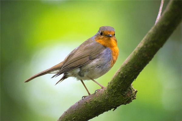 梦见戏雀是什么意思 梦见戏雀是什么意思