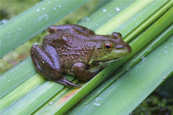 梦见牛蛙是什么意思 梦见牛蛙是什么意思