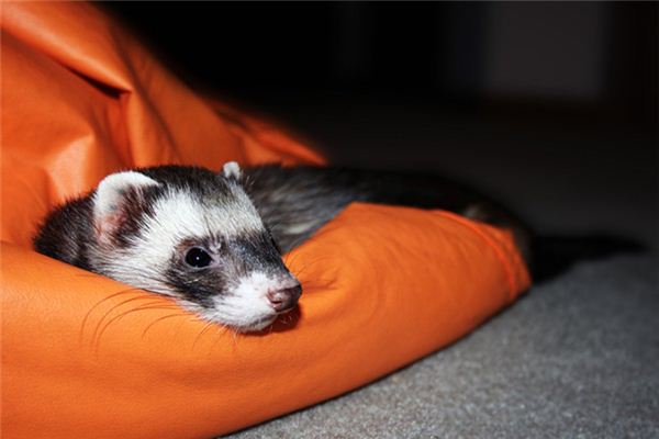 梦见黄鼠狼是什么意思 梦见黄鼠狼是什么意思