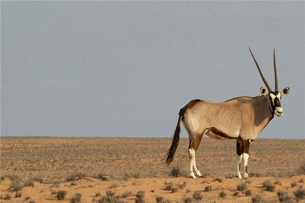 梦见藏羚羊是什么意思 梦见藏羚羊是什么意思