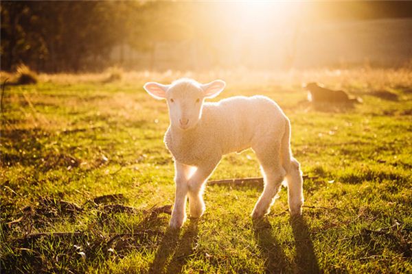 梦见绵羊羔是什么意思 梦见绵羊羔是什么意思