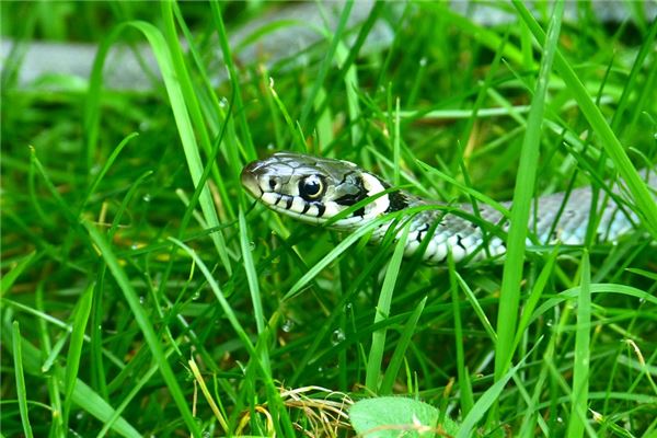 梦见小蛇是什么意思 梦见小蛇是什么意思