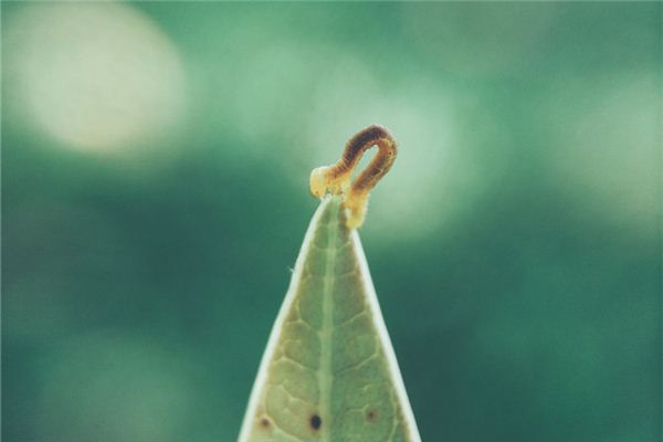 梦见蛆虫 梦见蛆虫