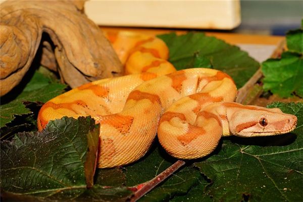 梦见大蟒蛇是什么意思 梦见大蟒蛇是什么意思