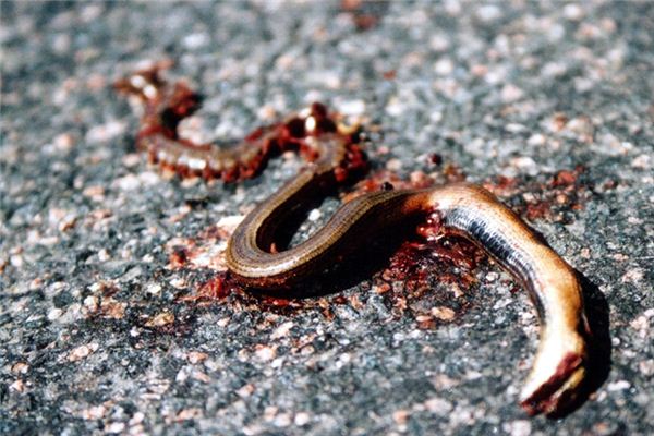 梦见死蛇是什么意思 梦见死蛇是什么意思