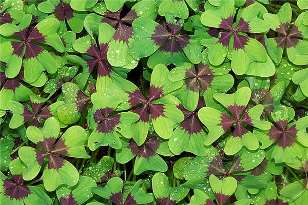 梦见四叶草是什么意思 梦见四叶草是什么意思