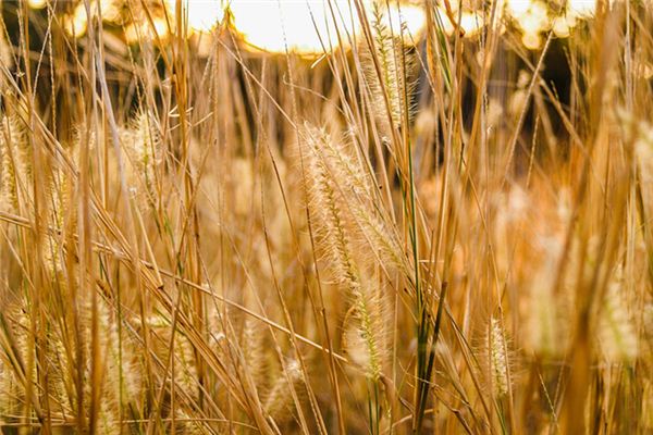 梦见荒草是什么意思 梦见荒草是什么意思