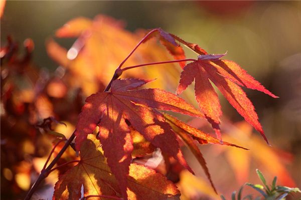 梦见枫树是什么意思 梦见枫树是什么意思