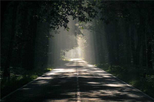 梦见树荫是什么意思 梦见树荫是什么意思