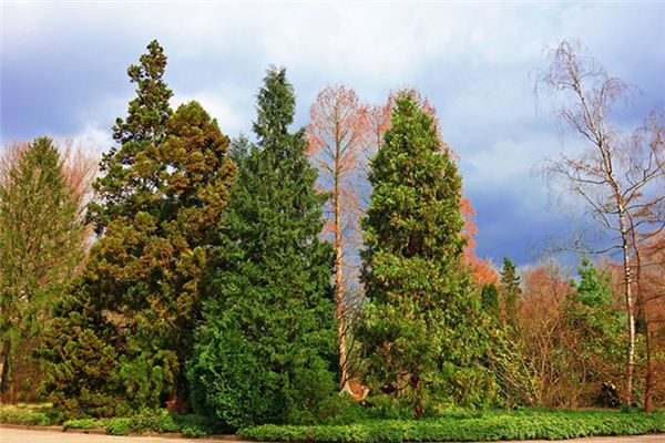 梦见爬上松树是什么意思 梦见爬上松树是什么意思