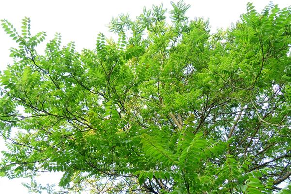 梦见椿树是什么意思 梦见椿树是什么意思