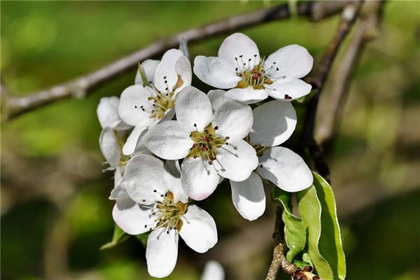 梦见梨树是什么意思 梦见梨树是什么意思