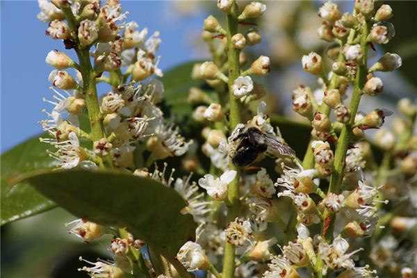 梦见月桂树是什么意思 梦见月桂树是什么意思