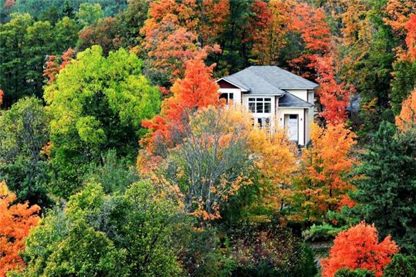 梦见屋中长树是什么意思 梦见屋中长树是什么意思