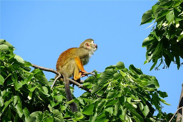 梦见坐在树上是什么意思 梦见坐在树上是什么意思