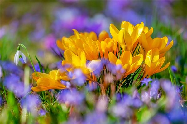 梦见番红花是什么意思 梦见番红花是什么意思